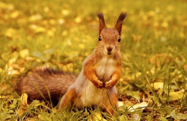 Заяц осень HD