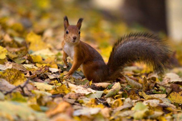 Белочка осенью