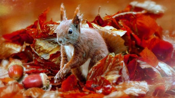 Осень белка