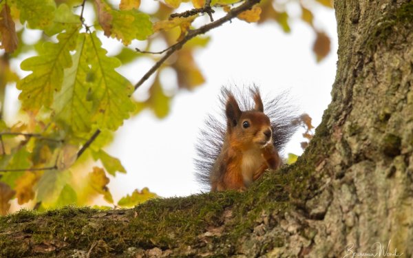 Белка в лесу на дереве