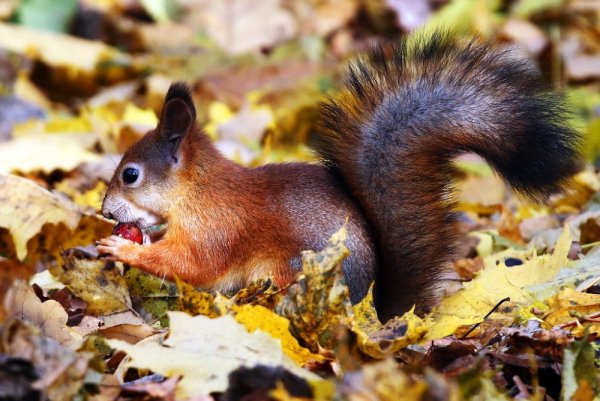 Белка осенью