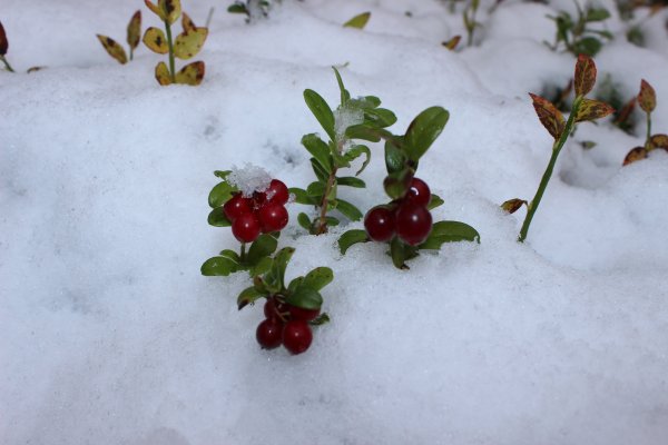 Зимние ягоды брусника