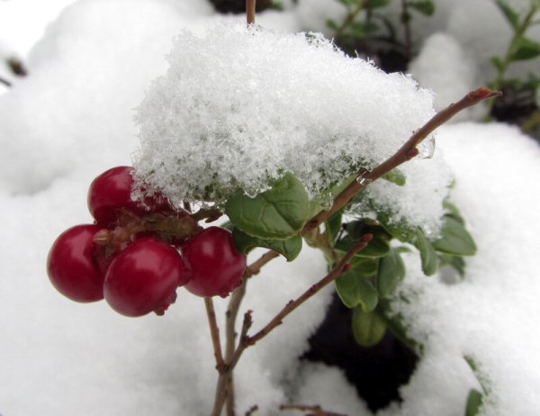 Брусника кустарник зимой