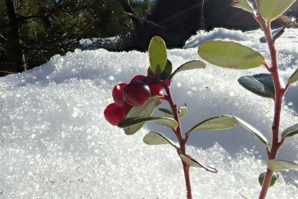 Перезимовавшая клюква