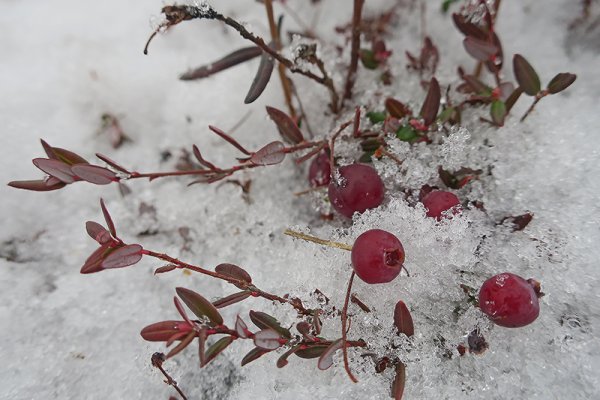 Брусника и клюква зимой