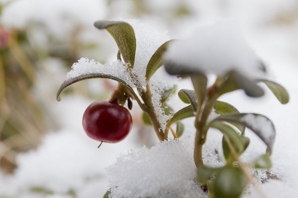 Клюква в снегу