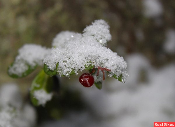 Брусника под снегом
