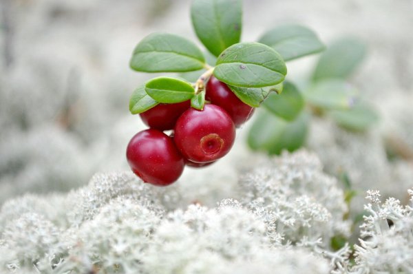 Зимние ягоды брусника