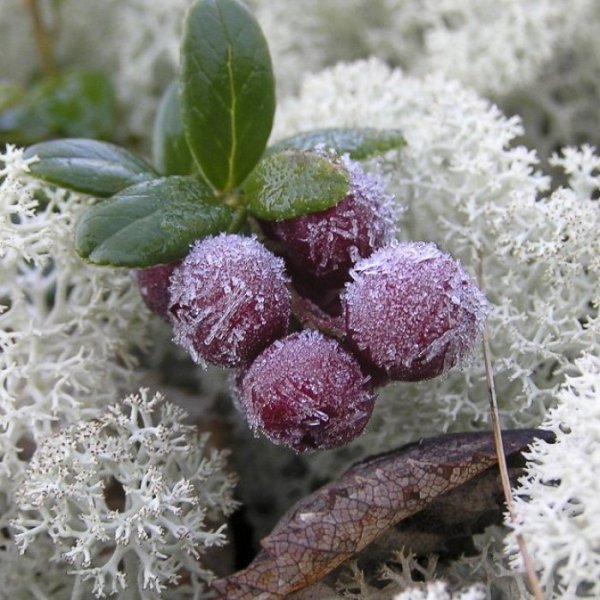 Ягель брусника солнце