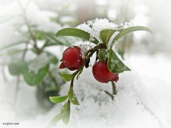 Подснежная клюква