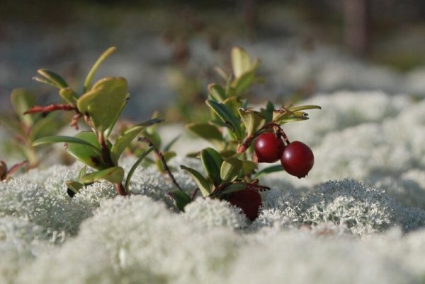 Брусника в инее