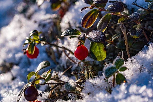 Брусника кустарник зимой