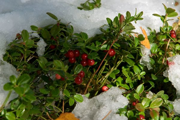 Брусника обыкновенная зимой