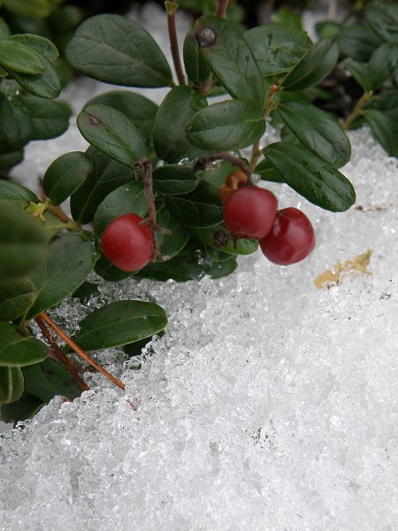 Брусника в снегу