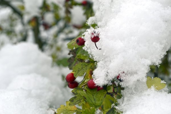Боярышник под снегом