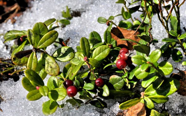 Брусника лист