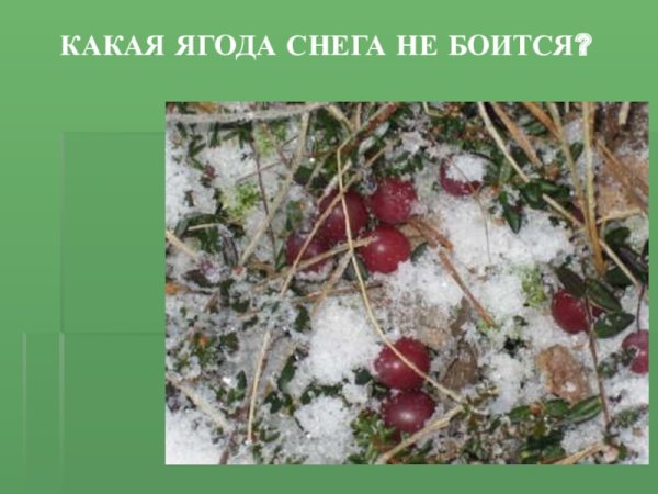 Клюква зимой под снегом