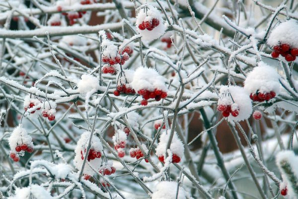 Кустарник клюква зимой