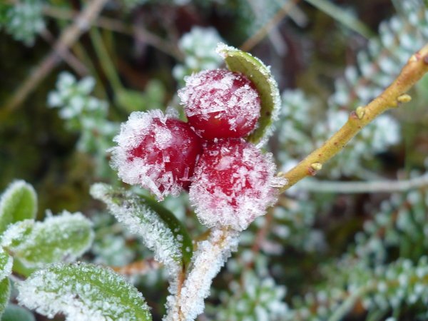 Зимние ягоды брусника