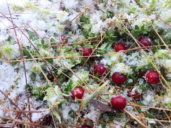 Клюква в Карелии