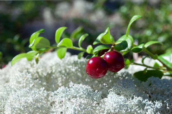 Брусника во мхе
