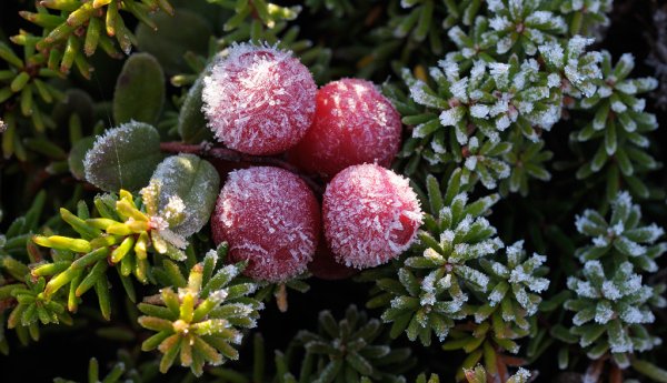 Брусника в инее