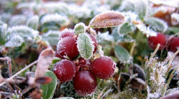 Зимующие растения клюква