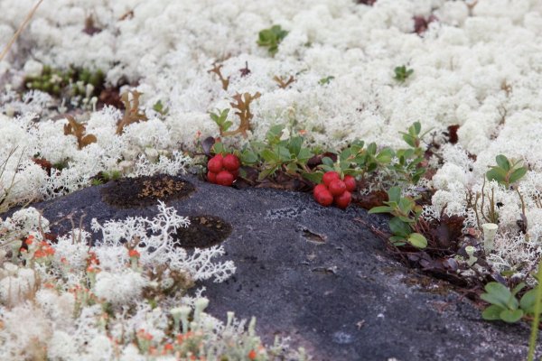 Растения тундры ягель