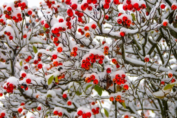 Зимние ягоды брусника