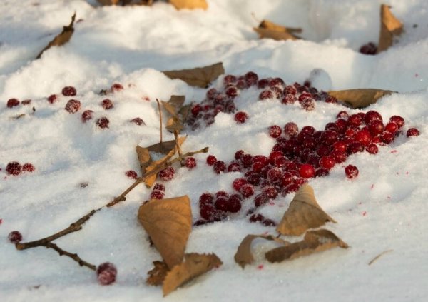 Ягоды из под снега