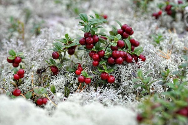 Ягель, Морошка, брусника