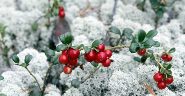 Тундровая брусника