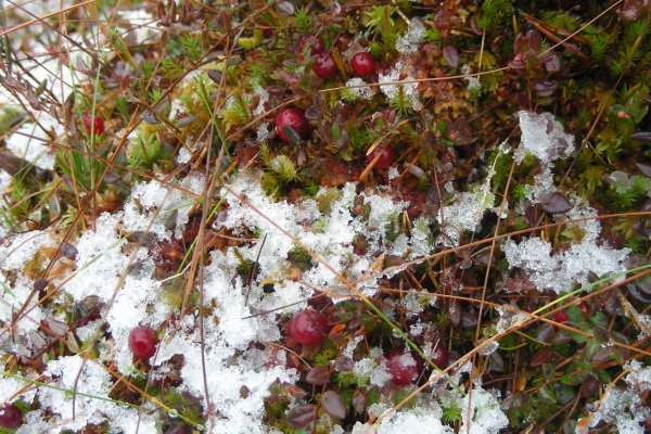 Клюква Болотная зимой