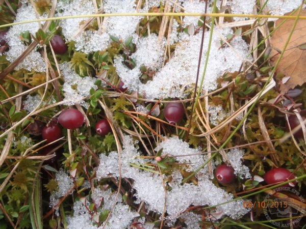 Клюква под снегом