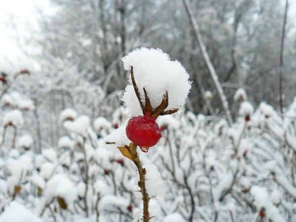 Кусты под снегом