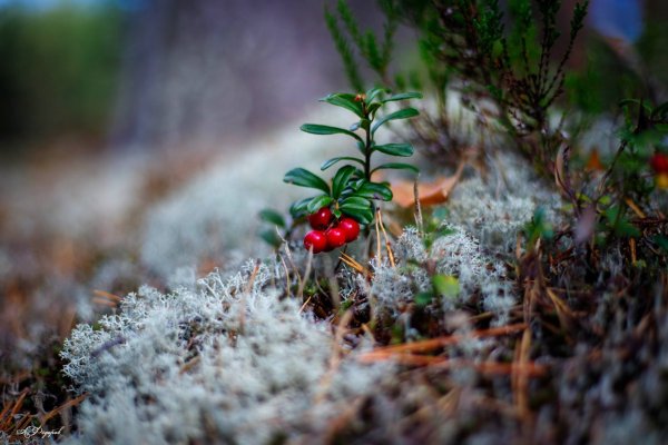 Брусника изморозь