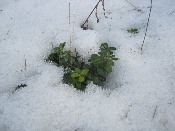 Копытень зимует под снегом