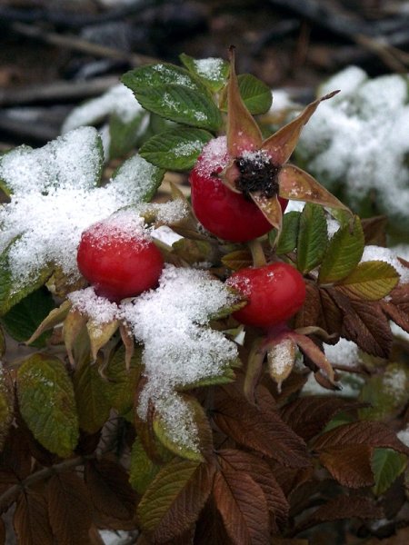 Ягоды под снегом