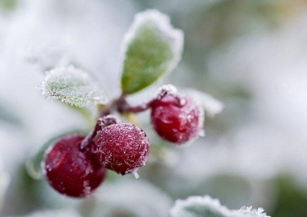 Замерзшая брусника