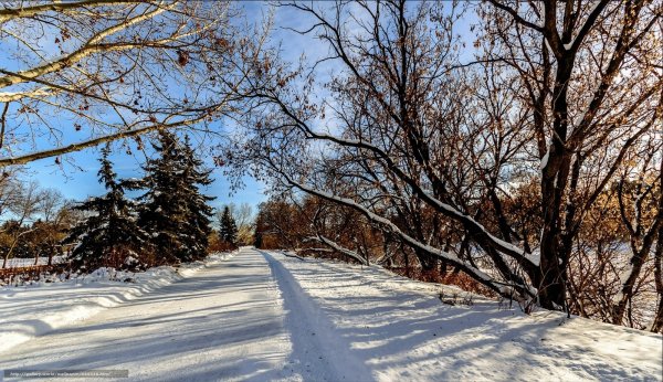 Деревья зимой Дудин