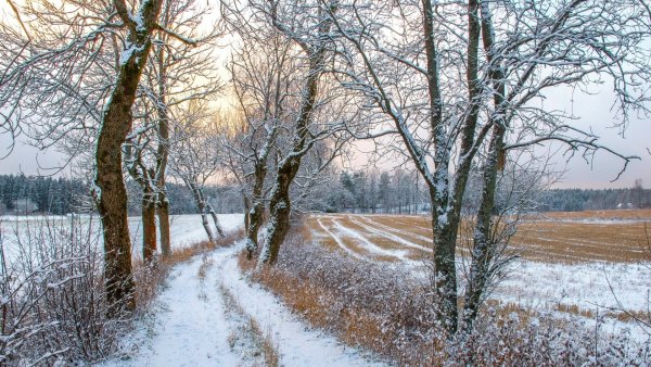 Первый снег обои