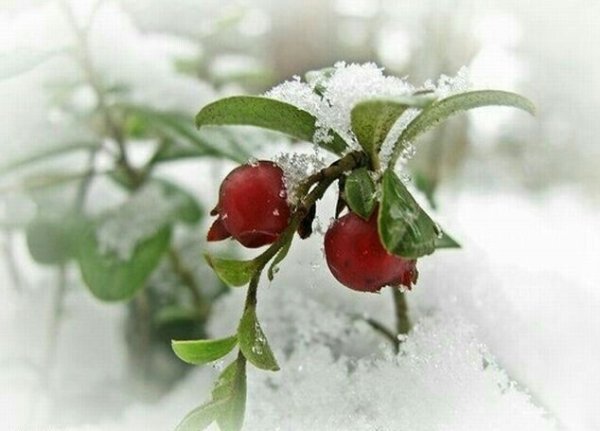 Подснежная клюква