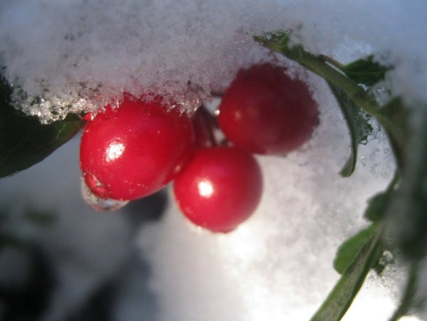 Клюква зимой