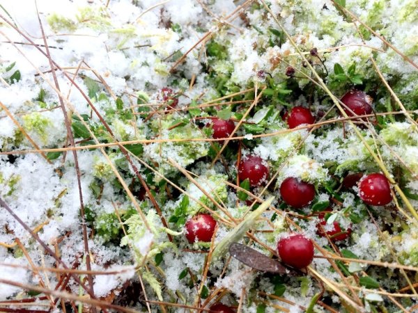 Клюква в Карелии