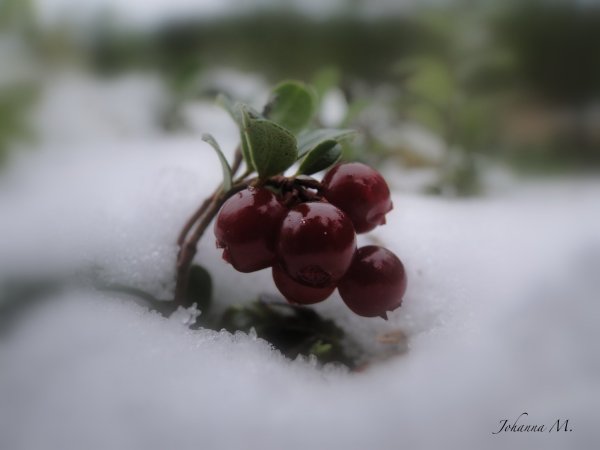 Клюква ноябрь брусника