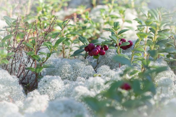 Брусника 2022 Барушевское