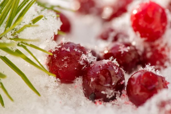 Ягоды в снегу
