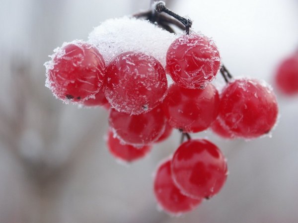 Гроздь калины на снегу