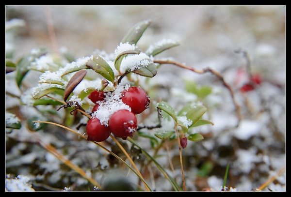 Брусника кустарник зимой
