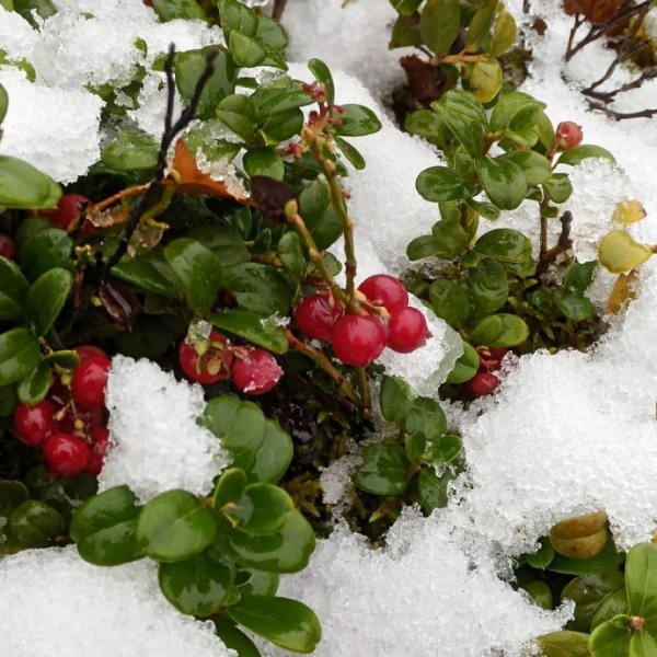 Кустарнички брусники зимой